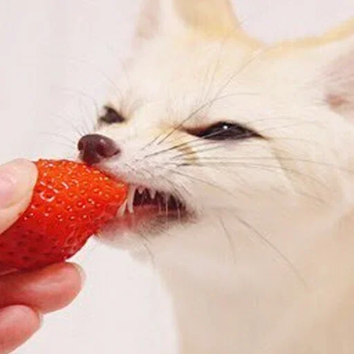 🍓 Стикер «FensFennekPack2» для Telegram