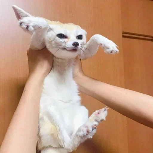 🦊 Стикер «FensFennekPack2» для Telegram