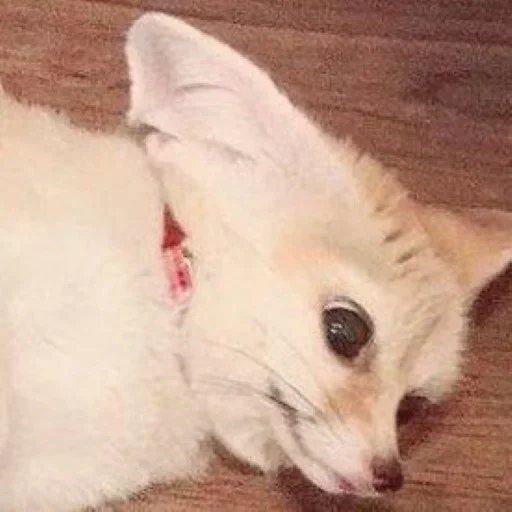 😨 Стикер «FensFennekPack2» для Telegram