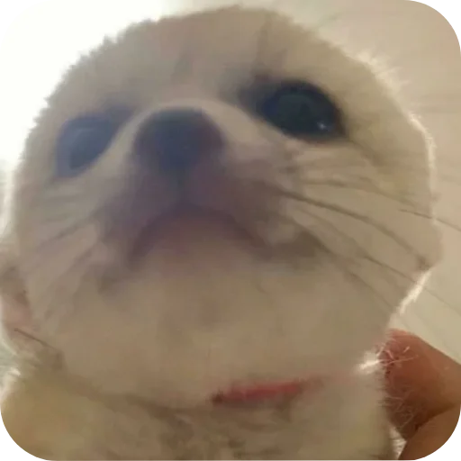 🙃 Стикер «FensFennekPack2» для Telegram