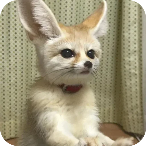 😐 Стикер «FensFennekPack2» для Telegram