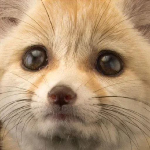 😢 Стикер «FensFennekPack2» для Telegram