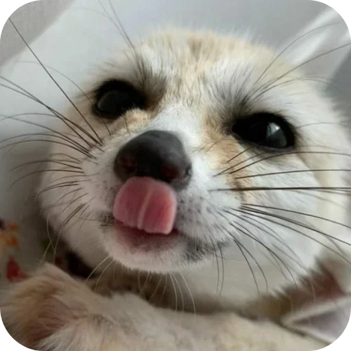 😜 Стикер «FensFennekPack2» для Telegram
