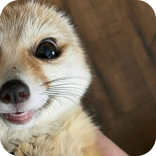 👀 Стикер «FensFennekPack2» для Telegram