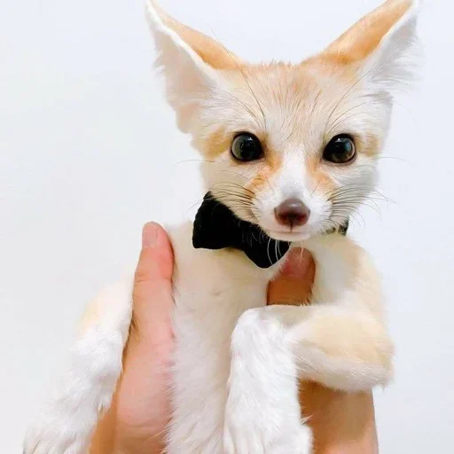 👔 Стикер «FensFennekPack2» для Telegram