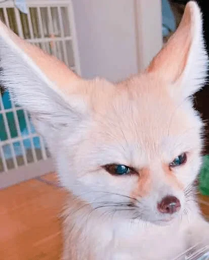 😡 Стикер «Fens Pack 1» для Telegram