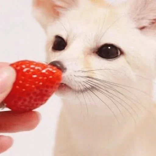 🍓 Стикер «Fens Pack 1» для Telegram