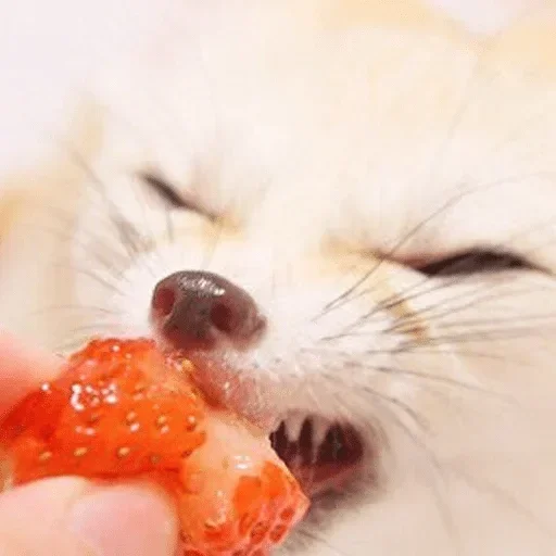 🍓 Стикер «Fens Pack 1» для Telegram