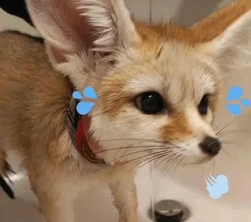 😊 Стикер «Fens Pack 1» для Telegram