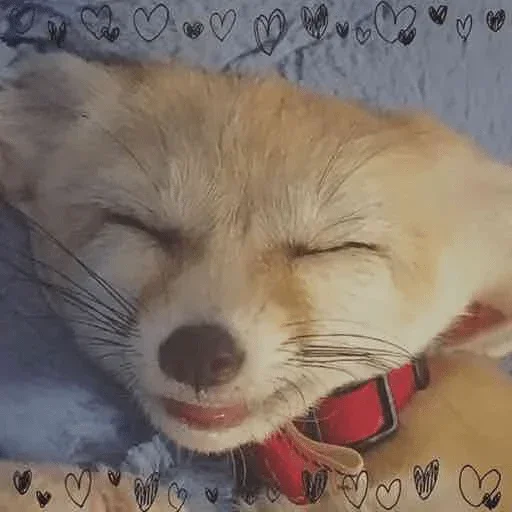 😄 Стикер «Fens Pack 1» для Telegram