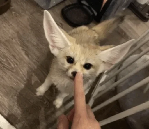 👃 Стикер «Fens Pack 1» для Telegram