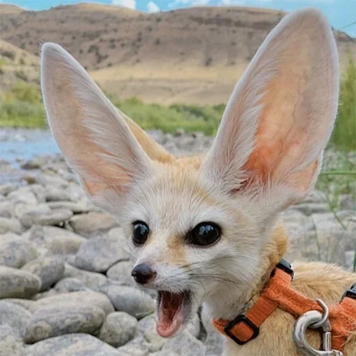 😯 Стикер «Fens Pack 1» для Telegram