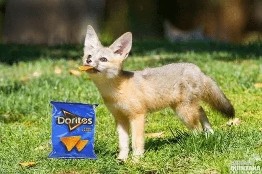 🧀 Стикер «Fens Pack 1» для Telegram