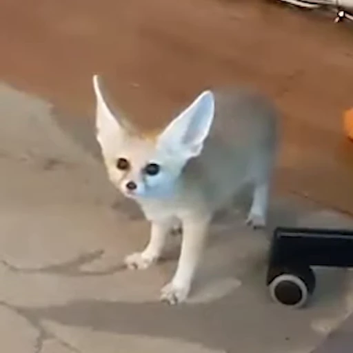 🦊 Стикер «Fens Video Pack 1» для Telegram
