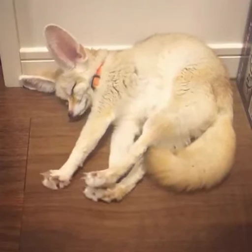 🦊 Стикер «Fens Video Pack 1» для Telegram