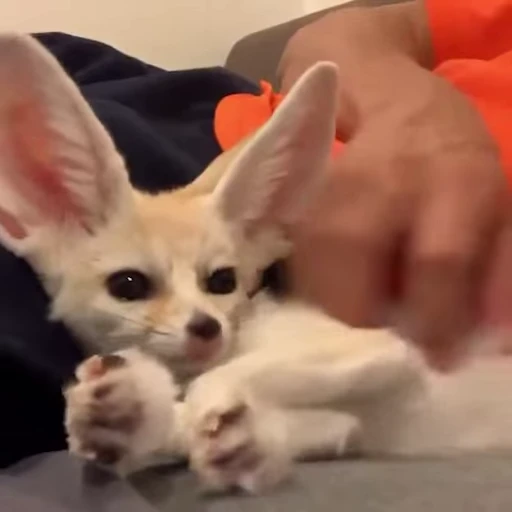 🦊 Стикер «Fens Video Pack 1» для Telegram