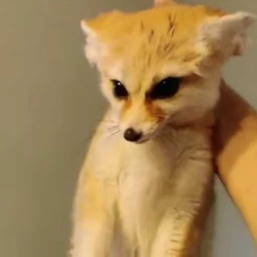 🦊 Стикер «Fens Video Pack 1» для Telegram
