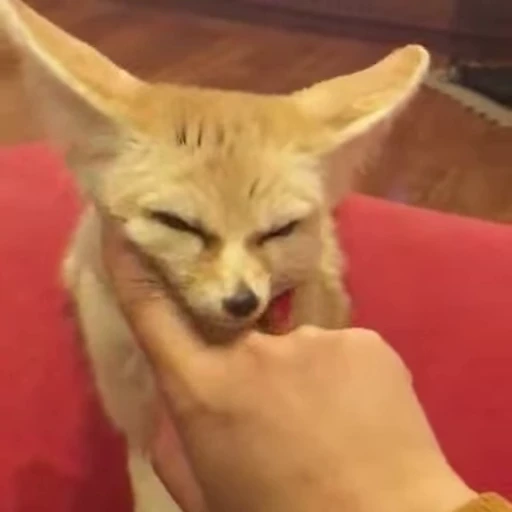 🦊 Стикер «Fens Video Pack 1» для Telegram
