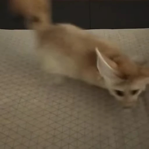 🦊 Стикер «Fens Video Pack 1» для Telegram