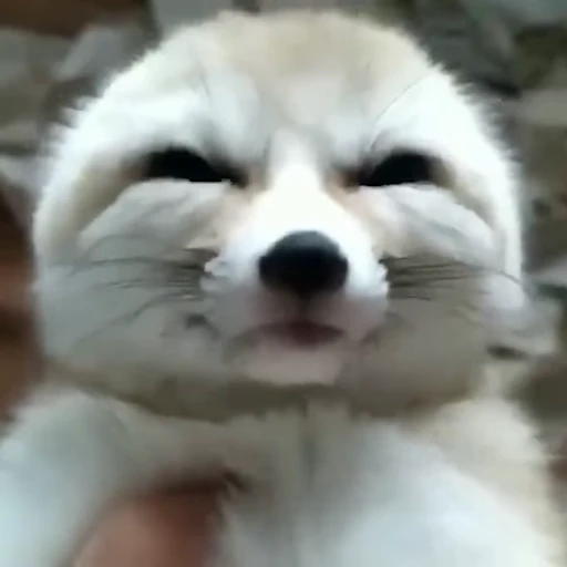 🦊 Стикер «Fens Video Pack 1» для Telegram