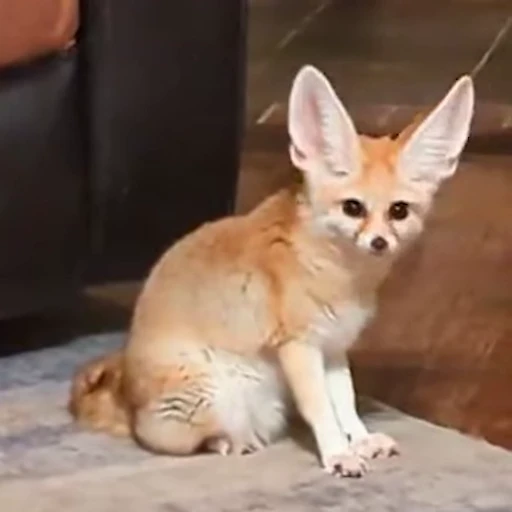 🦊 Стикер «Fens Video Pack 1» для Telegram