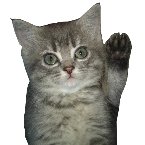 🐱 Стикер «Press F» для Telegram