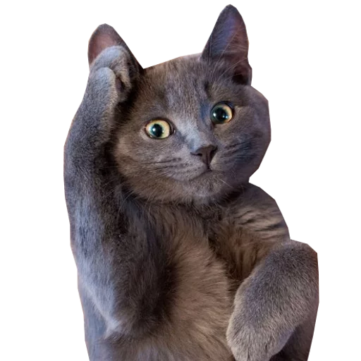 🐈 Стикер «Press F» для Telegram