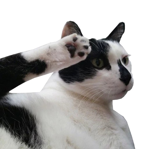 🐱 Стикер «Press F» для Telegram