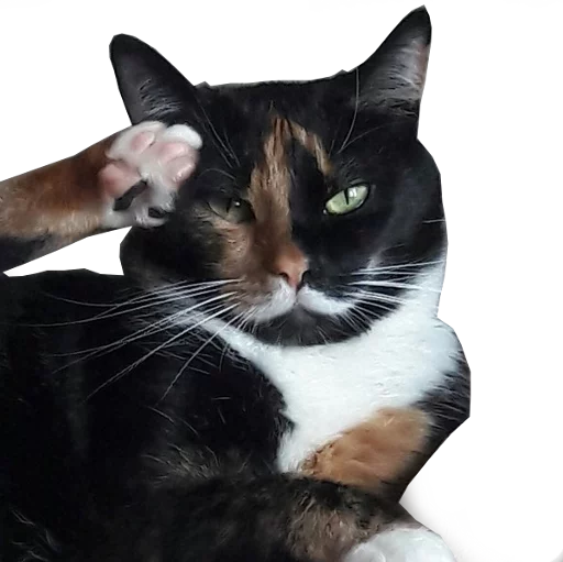 🐈 Стикер «Press F» для Telegram