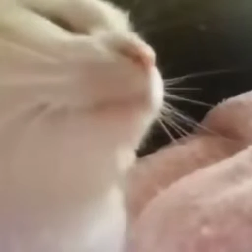 😸 Стикер «Reactions» для Telegram