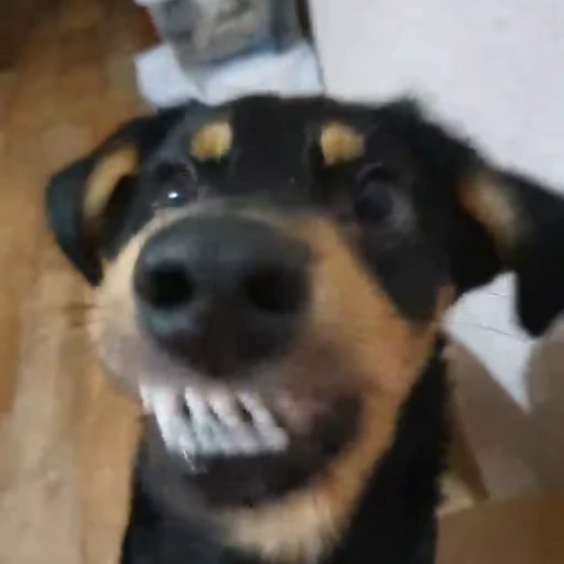 💀 Стикер «Reactions» для Telegram