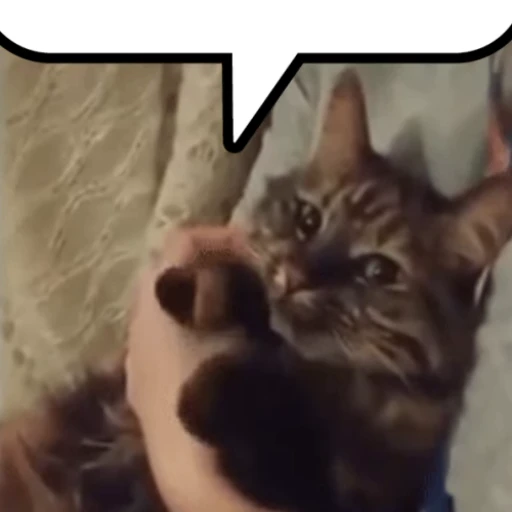 😺 Стикер «Chatting» для Telegram