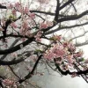 🇯🇵 Эмодзи «fine» для Telegram