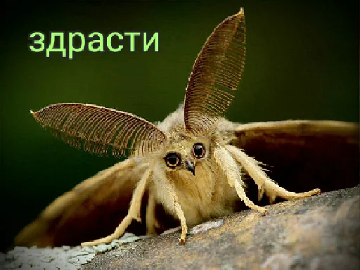 🪰 Стикер «fingerG» для Telegram