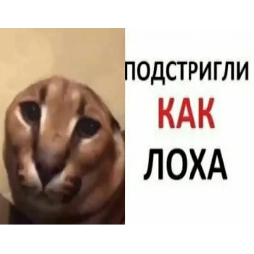 😔 Стикер «Большой Шлепа» для Telegram