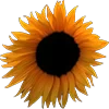 🌻 Эмодзи «FIRMAA_EMOJI» для Telegram
