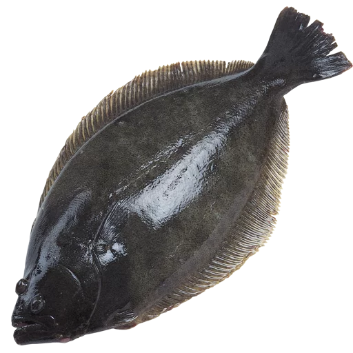 🕊 Стикер «fish» для Telegram