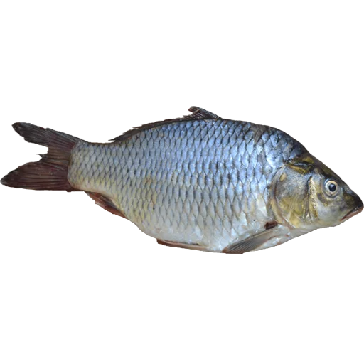 🐠 Стикер «fish» для Telegram