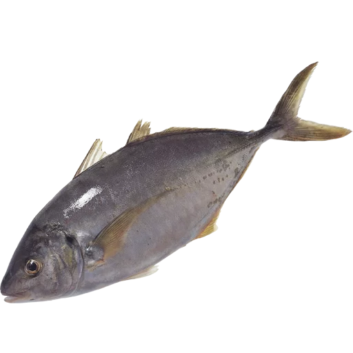 🐟 Стикер «fish» для Telegram