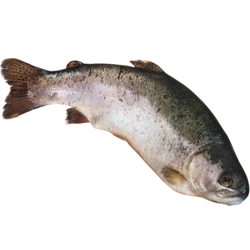 🐡 Стикер «fish» для Telegram