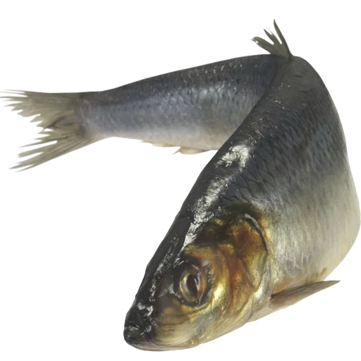 🐬 Стикер «fish» для Telegram