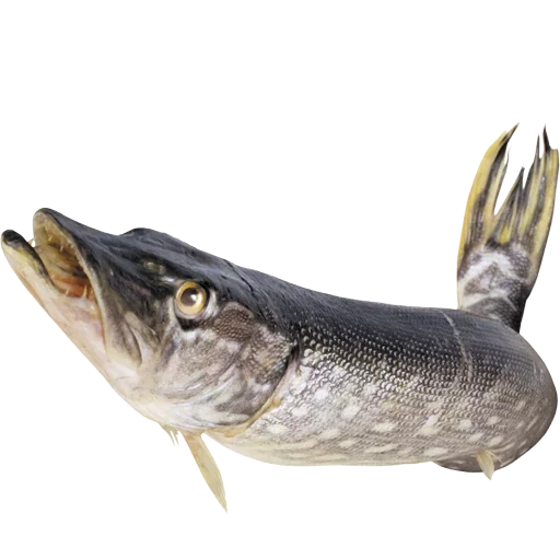 🦈 Стикер «fish» для Telegram