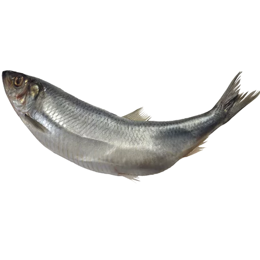 🐊 Стикер «fish» для Telegram