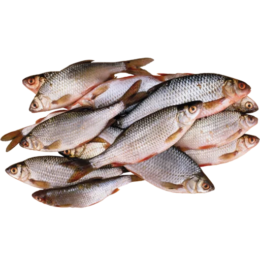 🐠 Стикер «fish» для Telegram