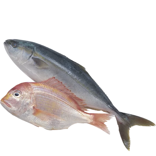 🐚 Стикер «fish» для Telegram