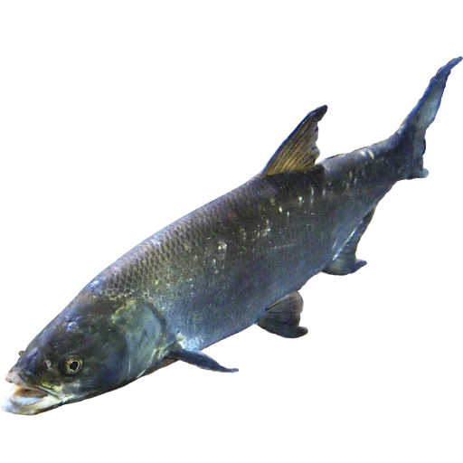 🦈 Стикер «fish» для Telegram
