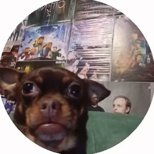 🤩 Стикер «flaaaskavv» для Telegram