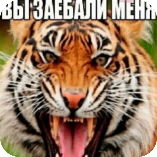 👄 Стикер «flaaaskavv» для Telegram