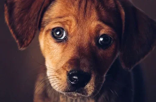 🥺 Стикер «flaaaskavv» для Telegram
