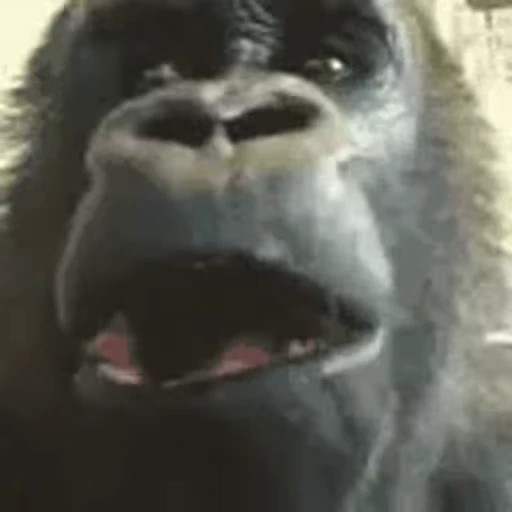 🦍 Стикер «TWITCH CHAT» для Telegram